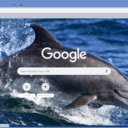 Ca Heo Bottlenose  screen for extension Chrome web store in OffiDocs Chromium