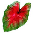 Caladium  screen for extension Chrome web store in OffiDocs Chromium