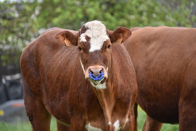 GIMP ücretsiz çevrimiçi resim düzenleyiciyle düzenlenecek ücretsiz indir dana inek sığır yetiştiriciliği ücretsiz resmi