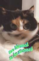 Free download Calico_cat_meme [too blessed to be stressed] free photo or picture to be edited with GIMP online image editor
