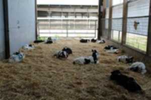 Free download Calves free photo or picture to be edited with GIMP online image editor