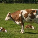 Calves on the Grass  screen for extension Chrome web store in OffiDocs Chromium