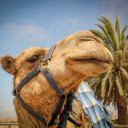 Camel and long nose  screen for extension Chrome web store in OffiDocs Chromium