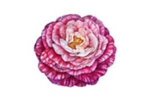 Free download Camellia flower illustration free photo or picture to be edited with GIMP online image editor