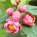 Camellia flower wallpaper  screen for extension Chrome web store in OffiDocs Chromium