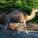 Camel next to the trees  screen for extension Chrome web store in OffiDocs Chromium