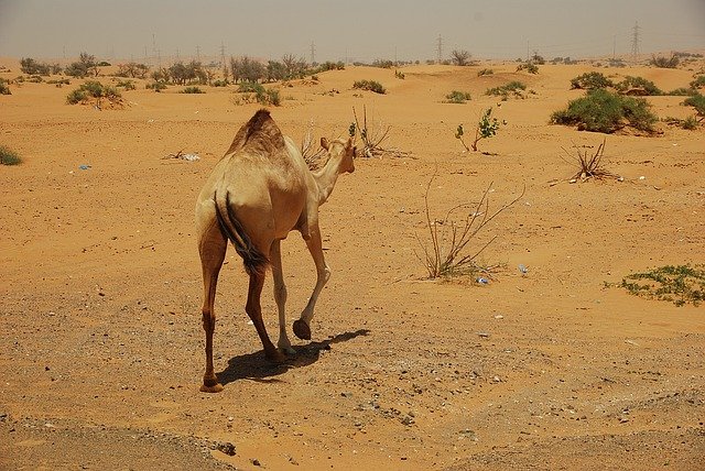 Téléchargement gratuit de chameaux dans le désert des Émirats arabes unis image gratuite à éditer avec l'éditeur d'images en ligne gratuit GIMP