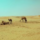 Camels in the Desert  screen for extension Chrome web store in OffiDocs Chromium