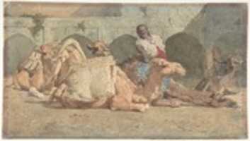 Free download Camels Reposing, Tangiers free photo or picture to be edited with GIMP online image editor