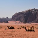 Camels Resting by the Mountain  screen for extension Chrome web store in OffiDocs Chromium