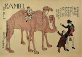 Free download Camels with Dutch Handlers free photo or picture to be edited with GIMP online image editor