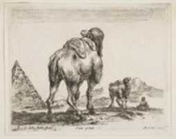 Free download Camel Viewed from Behind and Pyramid free photo or picture to be edited with GIMP online image editor
