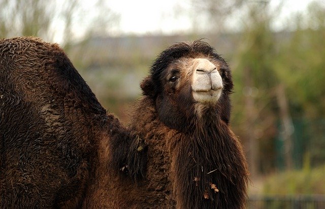 Free download camel zoo animal nature wildlife free picture to be edited with GIMP free online image editor