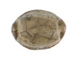 Free download Canaanite Cowroid Seal Amulet with Falcon Headed Deity free photo or picture to be edited with GIMP online image editor