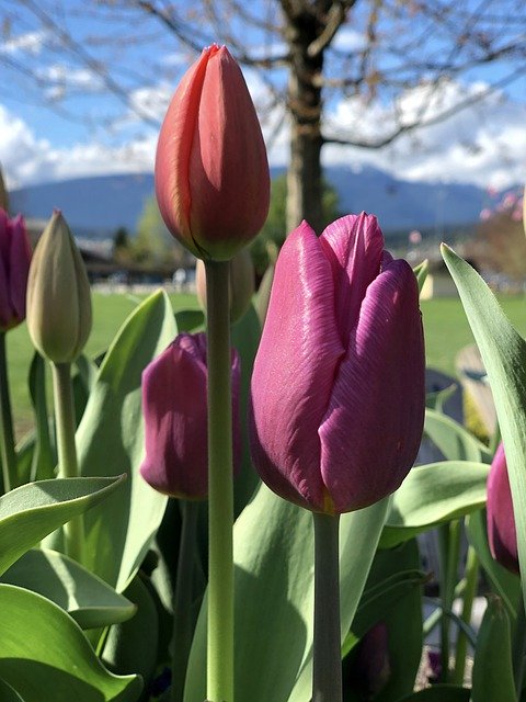 Безкоштовно завантажте Canada Bc British Columbia - безкоштовну фотографію або зображення для редагування за допомогою онлайн-редактора зображень GIMP