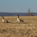 Canada Geese in Visingsö Landscape  screen for extension Chrome web store in OffiDocs Chromium
