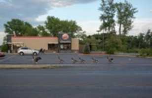 Free download Canada Geese On Muar St. In Canandaigua free photo or picture to be edited with GIMP online image editor