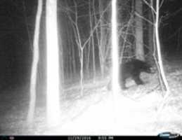 Free download Canandaigua Black Bear free photo or picture to be edited with GIMP online image editor