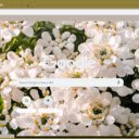 Candytuft  screen for extension Chrome web store in OffiDocs Chromium