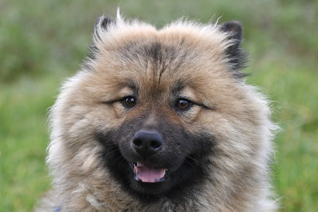 Free download canine dog eurasier mammal free picture to be edited with GIMP free online image editor