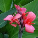 Canna flower wallpaper  screen for extension Chrome web store in OffiDocs Chromium