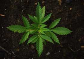 Free download cannibis-stock free photo or picture to be edited with GIMP online image editor