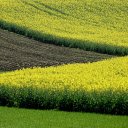 Canola Field  screen for extension Chrome web store in OffiDocs Chromium
