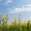CANOLA Theme  screen for extension Chrome web store in OffiDocs Chromium