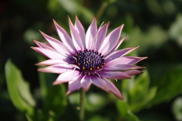 Free download cape marguerite flower purple flower free picture to be edited with GIMP free online image editor