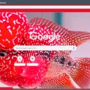 Ca phong do  screen for extension Chrome web store in OffiDocs Chromium