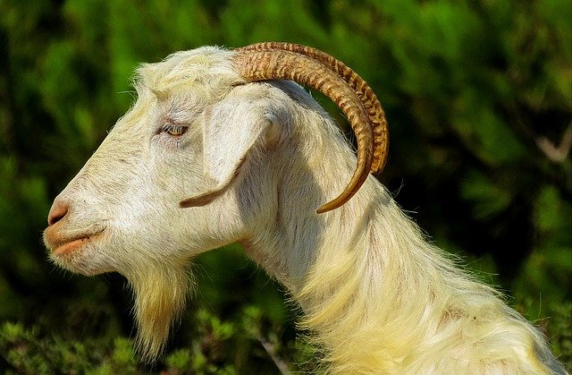 Muat turun percuma kambing capra fauna hidupan liar kos gambar percuma untuk diedit dengan editor imej dalam talian percuma GIMP
