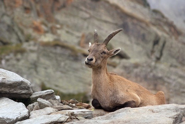 Descărcare gratuită capra ibex alpine ibex femeie imagine gratuită pentru a fi editată cu editorul de imagini online gratuit GIMP