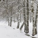 captures a forest after a snowstorm  screen for extension Chrome web store in OffiDocs Chromium
