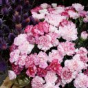 Captures an arrangement of roses and purple flowers  screen for extension Chrome web store in OffiDocs Chromium