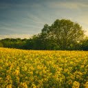 captures a scenic field in the countryside  screen for extension Chrome web store in OffiDocs Chromium