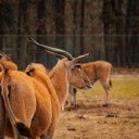 captures long horned antelopes, their sharp  screen for extension Chrome web store in OffiDocs Chromium