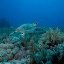 Captures the world rarest turtle  screen for extension Chrome web store in OffiDocs Chromium