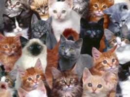 Free download Cara Merawat Kucing Yang Baik Agar Tetap Sehat Dan Terjaga free photo or picture to be edited with GIMP online image editor