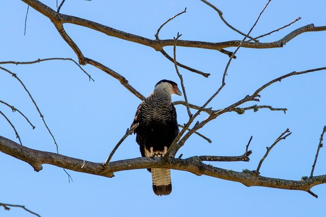 Free download carancho eagle bird animal fauna free picture to be edited with GIMP free online image editor