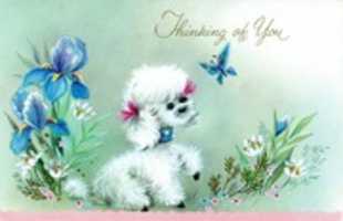 Free download card_001 free photo or picture to be edited with GIMP online image editor