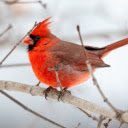 Cardinal  screen for extension Chrome web store in OffiDocs Chromium