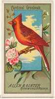 Free download Cardinal Grosbeak, from the Birds of America series (N4) for Allen & Ginter Cigarettes Brands free photo or picture to be edited with GIMP online image editor