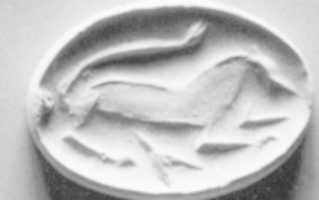 Free download Carinated amygdaloid seal free photo or picture to be edited with GIMP online image editor