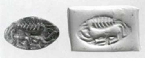 Free download Carinated half-almond seal free photo or picture to be edited with GIMP online image editor
