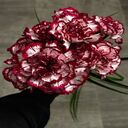 carnation bouquet wallpaper  screen for extension Chrome web store in OffiDocs Chromium