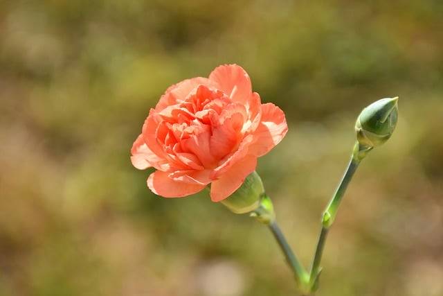 Muat turun percuma carnation carnation bud flower gambar percuma untuk diedit dengan editor imej dalam talian percuma GIMP