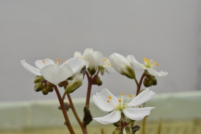 הורדה חינם של צמח טורף Drosera - תמונה או תמונה בחינם לעריכה עם עורך התמונות המקוון GIMP