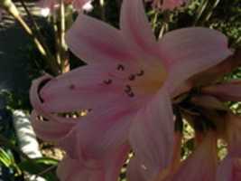 Gratis download Carpenter bee, naakte dame, san jose, bloemen gratis foto of afbeelding om te bewerken met GIMP online afbeeldingseditor