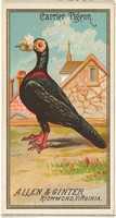 Free download Carrier Pigeon, from the Birds of America series (N4) for Allen & Ginter Cigarettes Brands free photo or picture to be edited with GIMP online image editor