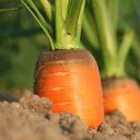 Carrots grow  screen for extension Chrome web store in OffiDocs Chromium